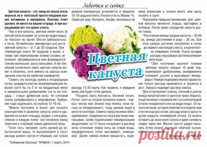 Цветная капуста