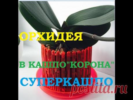 Орхидея посадка в кашпо "КОРОНА" Суперкашпо!