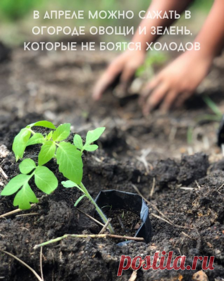 В апреле можно сажать в огороде овощи и зелень, которые не боятся холодов — Д а ч а