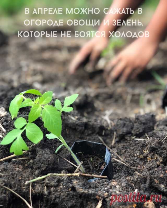 В апреле можно сажать в огороде овощи и зелень, которые не боятся холодов — Д а ч а