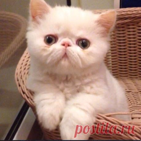 ♥ ЖИВОТНЫЕ ♥ ПРИРОДА ♥