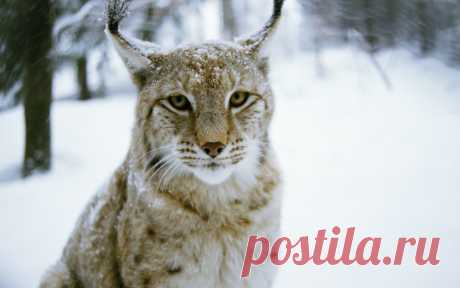 oboi_wood_zima_les_koshka_hishnik_ris_lynxfcecw.jpg (Изображение JPEG, 1920 × 1200 пикселов) - Масштабированное (38%)