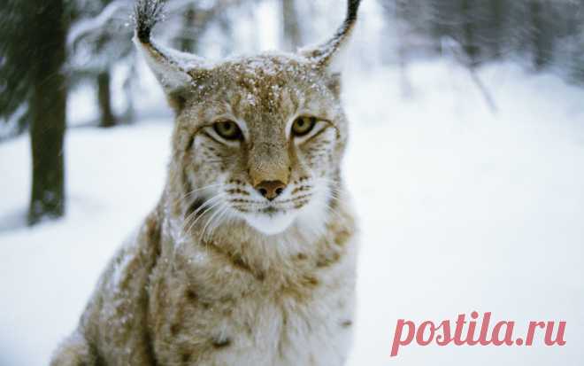 oboi_wood_zima_les_koshka_hishnik_ris_lynxfcecw.jpg (Изображение JPEG, 1920 × 1200 пикселов) - Масштабированное (38%)
