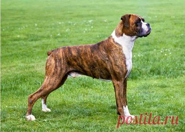 5 лучших крупных пород собак для новичка | PetTips