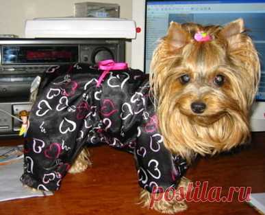 Как построить выкройку одежды для собак. Пошаговая методика Какая у вас собака? 
Вообщем-то, это неважно, потому что теперь вы сможете порадовать любимца, сшив или связав ему одежду точно по размеру.
Пород собак, нуждающихся в собачьей одежде, предостаточно, но увы, такая одежда стоит довольно дорого. Зачем же тратится, если можно сшить одежду для собаки своими руками, и при этом она будет точно выглядеть не хуже, а даже лучше и интереснее покупной.
При вязании и шитье оде...