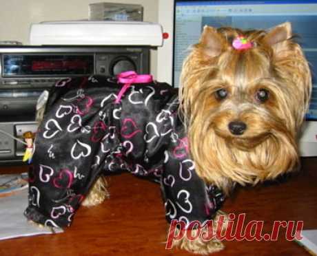 Как построить выкройку одежды для собак. Пошаговая методика Какая у вас собака? 
Вообщем-то, это неважно, потому что теперь вы сможете порадовать любимца, сшив или связав ему одежду точно по размеру.
Пород собак, нуждающихся в собачьей одежде, предостаточно, но увы, такая одежда стоит довольно дорого. Зачем же тратится, если можно сшить одежду для собаки своими руками, и при этом она будет точно выглядеть не хуже, а даже лучше и интереснее покупной.
При вязании и шитье оде...