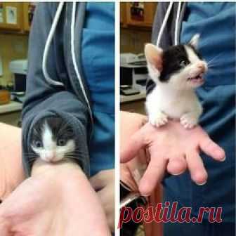 #cat #kittens #kittens #for #sale #kittens #for #adoption #comcast #cute #kittens #kittens #hairless #cat #sphynx #cat #cat #talking #catdog #cat #names #maine #coon #cat #cats #video #cats #images #cat #pictures #cat #videos #siberian #cat #funny #cat #videos #persian #cat #siamese #cat #black #cat #calico #cat #kitty #tabby #cat #fat #cat #c #a #t #s #cat #breeds #cats #and #dogs #ragdoll #cat #bengal #cats #exotic #cats #cat #rescue #cat #shelter #protection #cat #animal