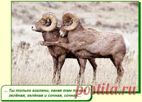ХОРОШЕГО ВАМ НАСТРОЕНИЯ