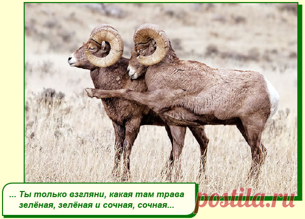 ХОРОШЕГО ВАМ НАСТРОЕНИЯ