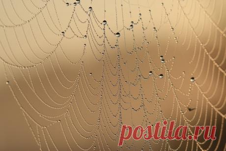 Ювелирная работа паука, запечатлённая на восходе в пригороде Курска. Снимала Анна Татаренко: nat-geo.ru/community/user/228669