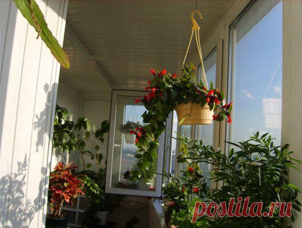 Как обустроить дома оазис