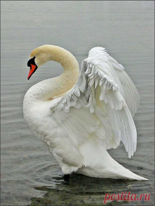 лебядиная грация