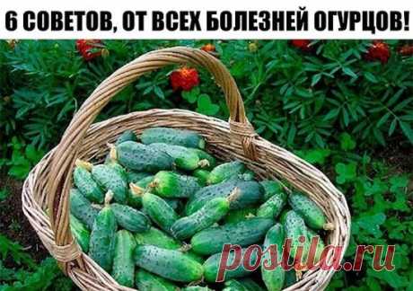 САМАЯ НАСТОЯЩАЯ ШПАРГАЛКА НА ЛЕТО!
Все, что нужно знать об огурцах.
6 СОВЕТОВ, ОТ ВСЕХ БОЛЕЗНЕЙ ОГУРЦОВ!
1. После появления всходов в фазе развития 3 – 4 листочков огурцы нужно обработать следующим составом:
В ведро воды добавить 30 капель йода, 20г хозяйственного мыла и 1 л молока. Опрыскивание таким составом можно проводить через каждые 10 дней.
2. С вечера замочить булку хлеба в ведре воды, утром размять хлеб, добавить маленький пузырек йода, развести 1л жидкости в ведре воды и побрызгать