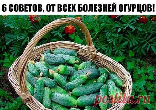САМАЯ НАСТОЯЩАЯ ШПАРГАЛКА НА ЛЕТО!
Все, что нужно знать об огурцах.
6 СОВЕТОВ, ОТ ВСЕХ БОЛЕЗНЕЙ ОГУРЦОВ!
1. После появления всходов в фазе развития 3 – 4 листочков огурцы нужно обработать следующим составом:
В ведро воды добавить 30 капель йода, 20г хозяйственного мыла и 1 л молока. Опрыскивание таким составом можно проводить через каждые 10 дней.
2. С вечера замочить булку хлеба в ведре воды, утром размять хлеб, добавить маленький пузырек йода, развести 1л жидкости в ведре воды и побрызгать
