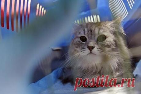 Названо опасное для домашних животных последствие коронавируса. Британские ученые выявили у некоторых домашних кошек и собак воспалительное заболевание сердца, которое называется миокардит. Его обнаружили после того, как питомцы заболели COVID-19. Отмечается, что животные находились в депрессивном состоянии, были вялыми, а также у них отсутствовал аппетит.