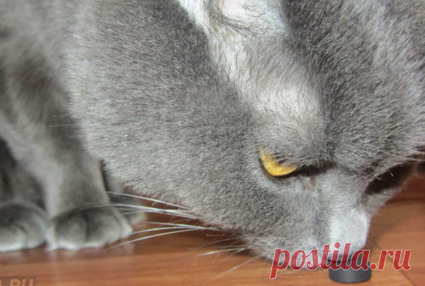 Рвота у собак и кошек: что делать и как помочь питомцу? | ВЕТЕРИНАРИЯ ДЛЯ ЧАЙНИКОВ | Яндекс Дзен