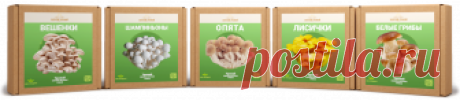 Золотой урожай - грибы в домашних условиях