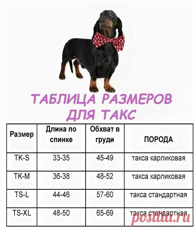 «Как определить размер собачки, как померить собаку... Таблиц» — карточка пользователя Лидия Гнатюк в Яндекс.Избранном