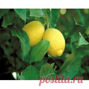 Семена ЛИМОН КОМНАТНЫЙ НОВОГРУЗИНСКИЙ green-seeds.ru
