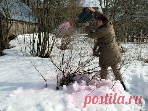 Когда поливать кипятком кустарники  .