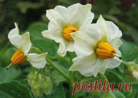 Давно хотела написать вам и поделиться рецептом лечения рака легких. Мой 
отец заболел в 60 лет. Его долго лечили, но силы его уходили. Он потерял 
аппетит, похудел, и врачи предложили нам, его детям, взять его домой. 
Сказали, что больше месяца он не проживет. На наше счастье, меня послали в 
Москву, в командировку, и там я встретила очень хорошего человека, 
профессора, доктора медицинских наук, который дал мне рецепт. Вот он:

Собрать картофельный цвет, высушить в тени,...