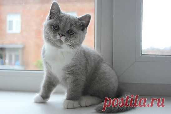 Губки бантиком, бровки домиком...