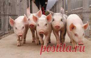 Свиноводство как бизнес: как выращивать и разводить поросят в домашних условиях
