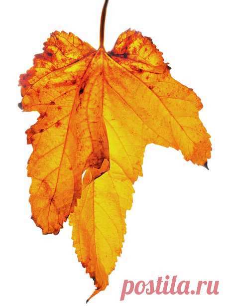 Mulberry Leaf Patterns
