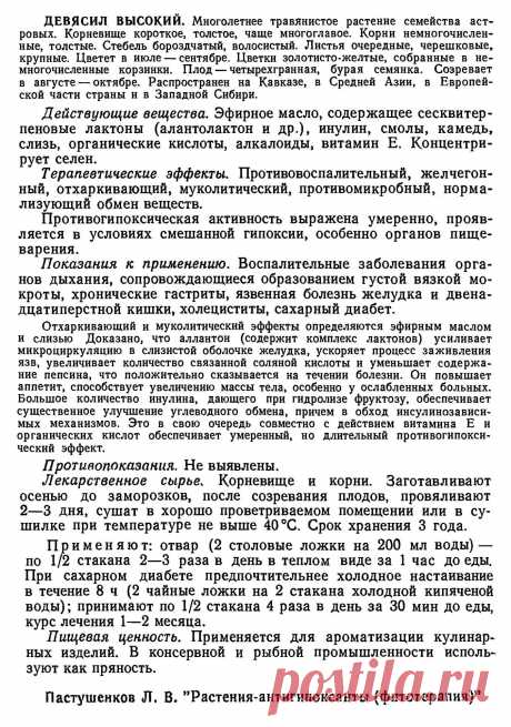 Девясил высокий