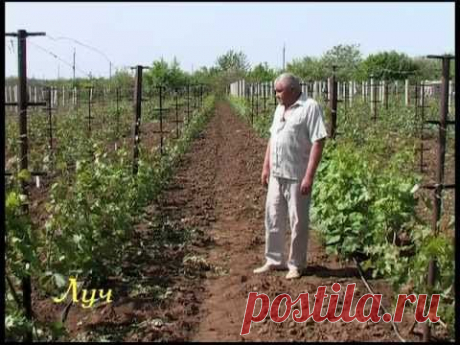 Секреты виноградарства (зелёная обрезка)