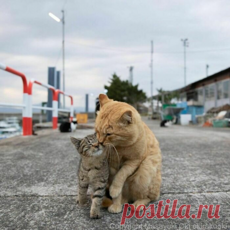 Милота зашкаливает: уличные кошки на фото японского фотографа | Мобилография | Яндекс Дзен