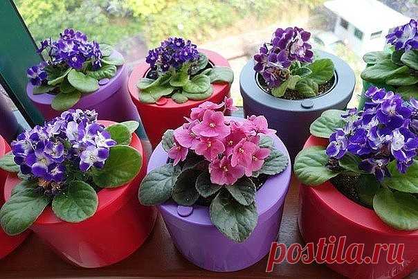 (4) Одноклассники