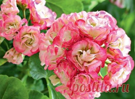 Пеларгония - маленькие хитрости.