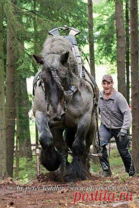 🌿🌼🥀🍃🐴🍃🥀🌼🌿