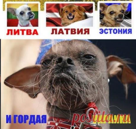 Я КАК ГРАЖДАНИН ЛИТВЫ ПРИНОШУ РУССКОМУ НАРОДУ СВОИ ИЗВИНЕНИЯ… ИЗ ЛИТВЫ С ЛЮБОВЬЮ И ГОРЬКОЙ ПРАВДОЙ - Обстановка в Мире - медиаплатформа МирТесен