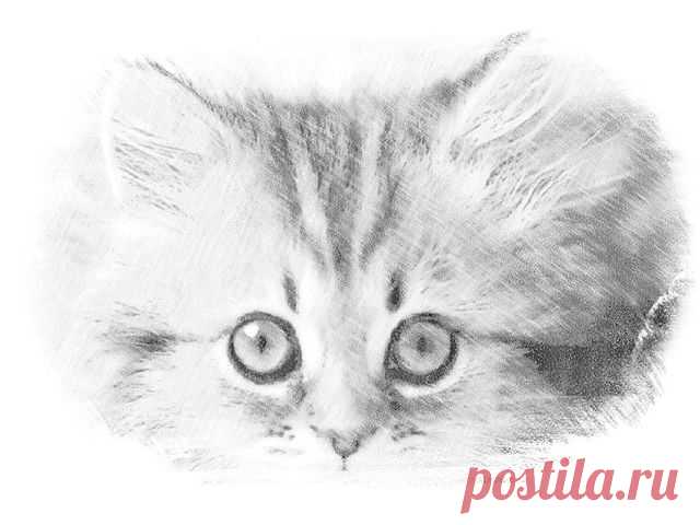 Как нарисовать кошку карандашом поэтапно для начинающих