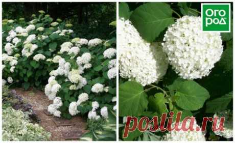 Обзор лучших сортов гортензии для средней полосы | Деревья и кустарники (Огород.ru)