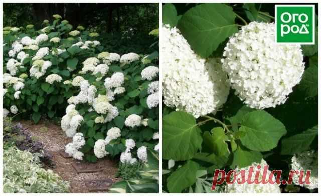 Обзор лучших сортов гортензии для средней полосы | Деревья и кустарники (Огород.ru)