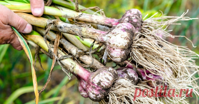 Когда можно выкапывать озимый чеснок? Четыре самых верных признака зрелости луковиц | Наша Дача | Яндекс Дзен