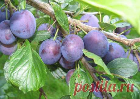 Лучшие сорта слив для дачи. Какие самые сладкие, а какие морозоустойчивые?