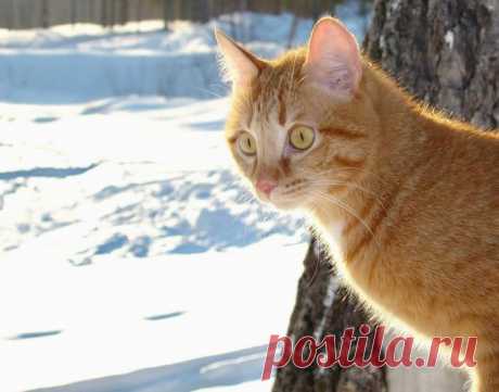 Весенний котик