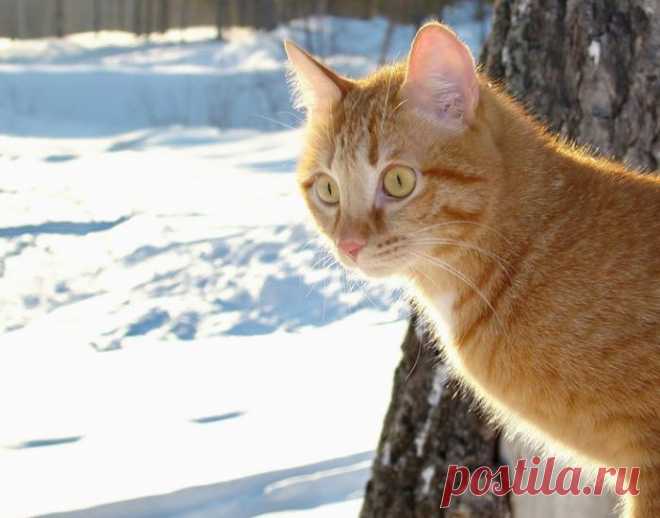 Весенний котик