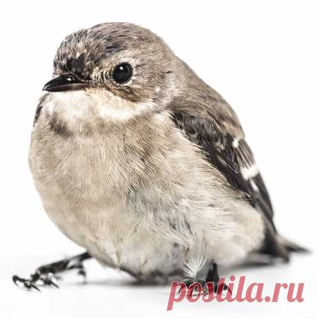 Products & Services - Plans - Shareaholic