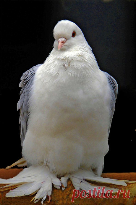 л