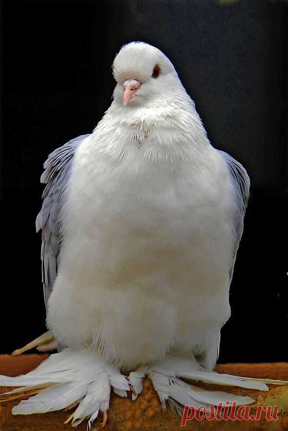 л