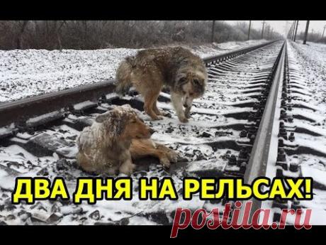 Пес два дня оберегал раненую подругу на рельсах.