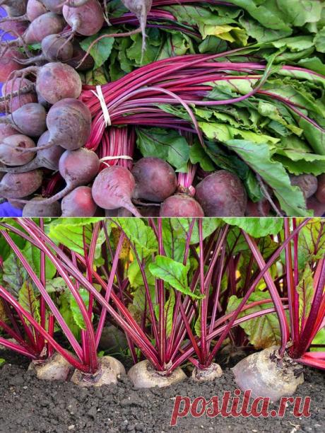 Все об уборке свеклы — 6 соток