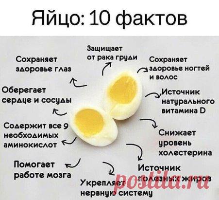 Свойства яиц