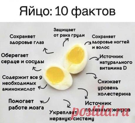 Свойства яиц