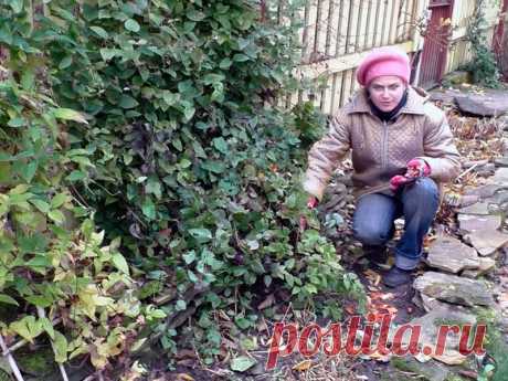 Уход за клематисами осенью: подкормка, полив, обрезка